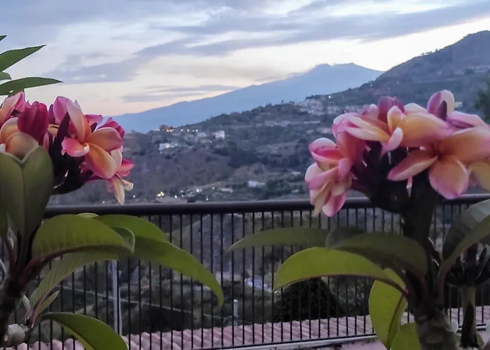 The Hibiscus