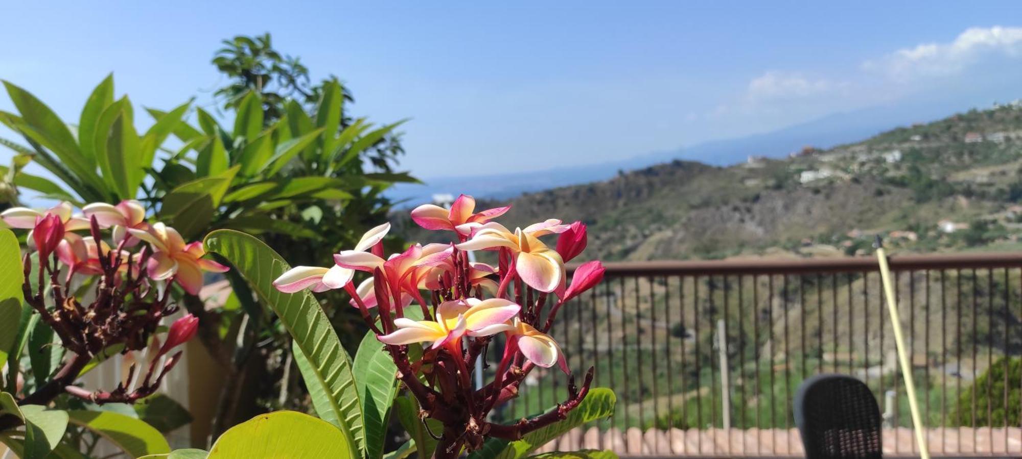 The Hibiscus
